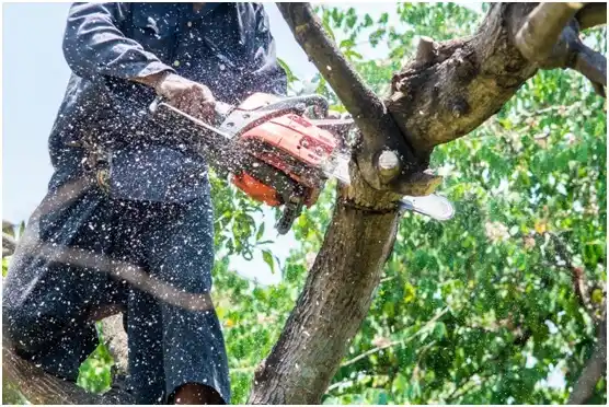 tree services Live Oak